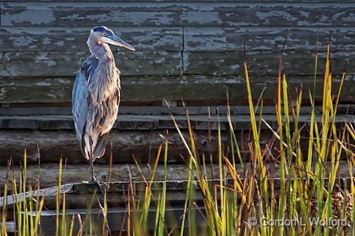 Heron Beside Boathouse_26013.jpg - Great Blue Heron (Ardea herodias) photographed near Lindsay, Ontario, Canada.